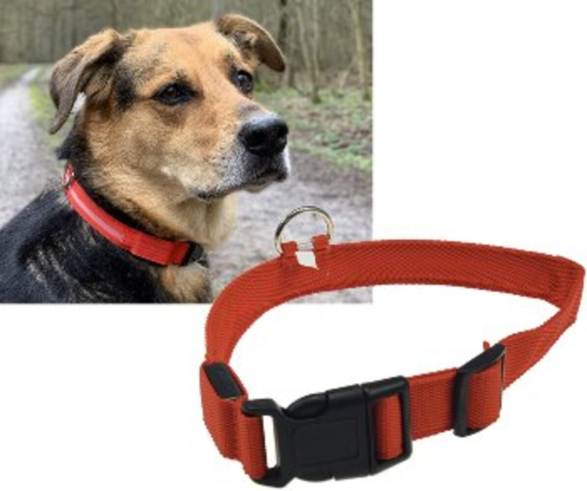 Leuchtendes, rotes Hunde-Halsband mit LED-Technologie von ChiliTec